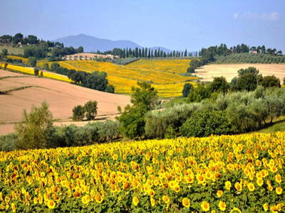 Die Umgebung im Sommer