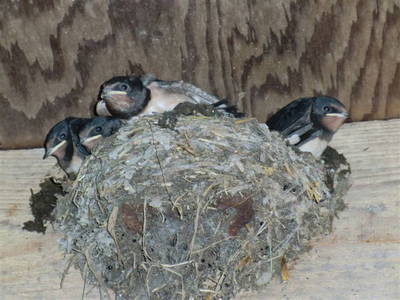 Bild 26 aus  Familien-Bauernhofurlaub im Herzen der Schweiz