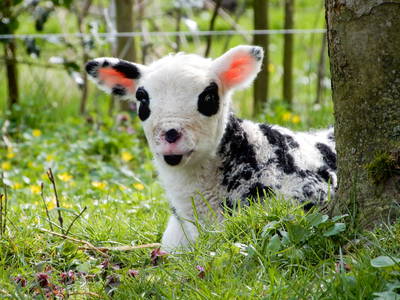 Bild 33 aus  Ferienhof   Witte Haubarg                -  2025 Beliebtester Ferienhof für Familienurlaub