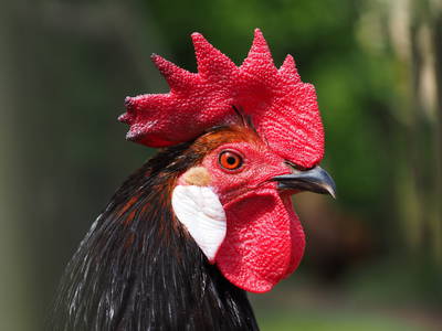 Bild 7 aus  Ferienhof Hafflandsichten auf Usedom