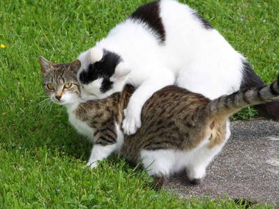 Bild 18 aus  Herbstbauernhof