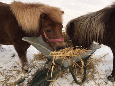 Bild 59 aus  Ahoi Ostsee:  Bauernhof und OstseeUrlaub - Ferienhof Becker in Dahme