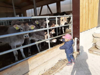 Besuch bei den Kälbchen