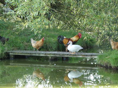 Bild 20 aus  Bio-Wildhof in Alleinlage mit  Boot