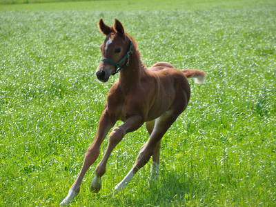 Bild 9 aus  Springerhof