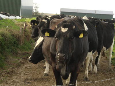 Bild 6 aus  Ferienwohnungen Meyerhoff