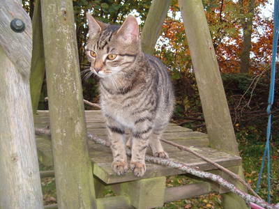 Bild 18 aus  Ferienhof Siemen