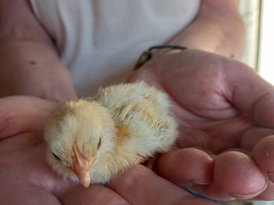 Bild 9 aus  Eichenhof Grauel