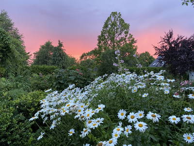 Bild 41 aus  Ferienhof Messer  Bauernhofurlaub  Ostseenähe  Ponys