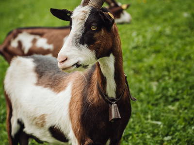 Bild 36 aus  Martenhof