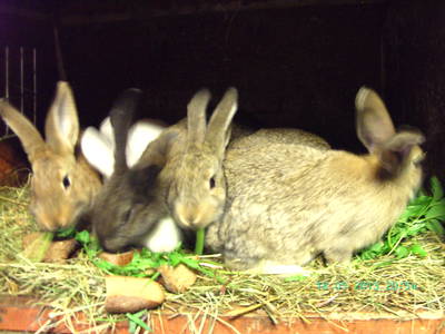 Bild 24 aus  Vogtlandhof Hohe Reuth