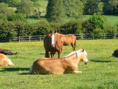 Bild 18 aus  Mühlberghof