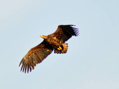 Seeadler über unseren Teichen