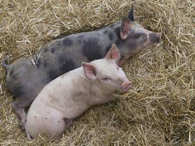 Bild 37 aus  LandSelection Gut Grasleiten