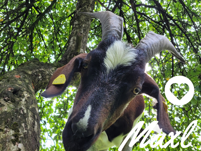 Bild 30 aus  Biobauernhof Peter Anderl Hof