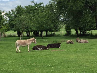 Entspannte Eselherde