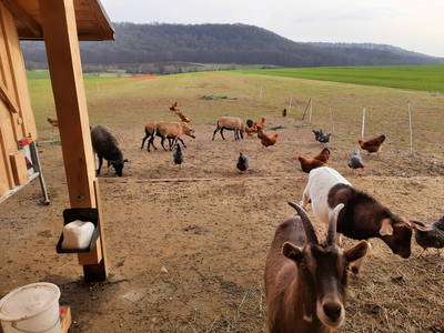 Bild 24 aus  Steigerwälder Zwergenhof ihr kleiner Kinder-Bauernhof für Familien- und Gruppenurlaube