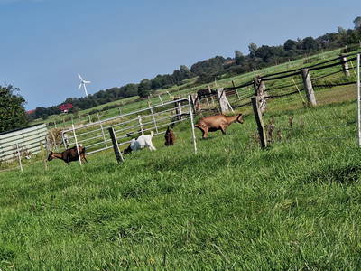 Bild 17 aus  Hof Janssen