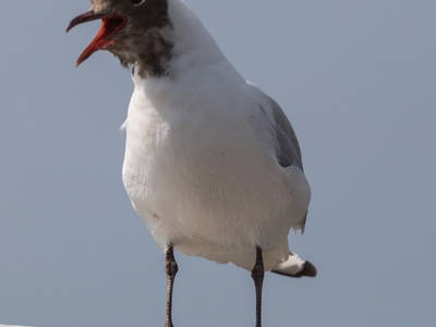 Bild 15 aus  Ferienhof Rickerts