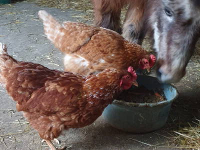 2 Hühner und unser Pony fressen aus einem Napf