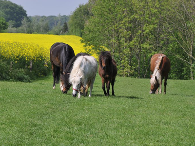 Bild 7 aus  Ferienhof Schmeling