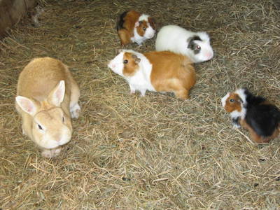 Bild 18 aus  Ferienhof Knoop