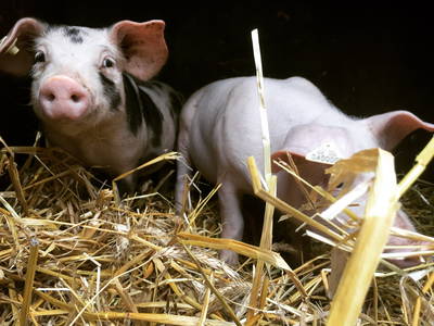 Bild 10 aus  Ferienpension-Bauernhof Mattenhof