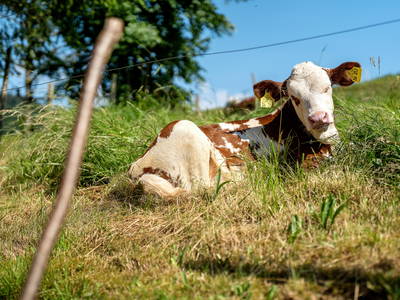 Bild 28 aus  Danielenhof