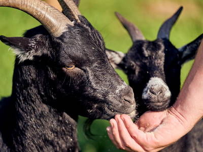 Bild 15 aus  Ferienhof Larrieder Mühle