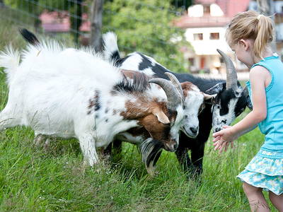 Bild 7 aus  Hirzighof