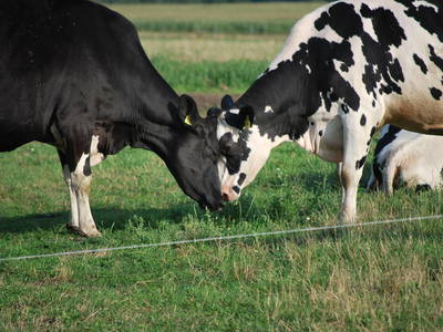 Bild 18 aus  Cohrshof