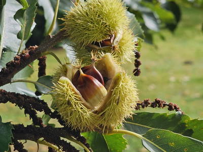 Bild 44 aus  Gut Büchenau  -  Auszeit für Erholungsuchende & Naturliebhaber