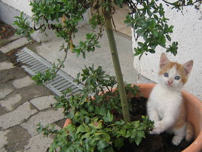 Bild 20 aus  Ferienhof Schmidt-Köss