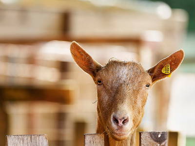 Bild 17 aus  Ferienhof Weltenburg