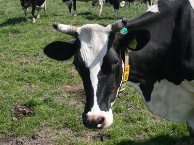 Bild 8 aus  Ferienhof Gravert