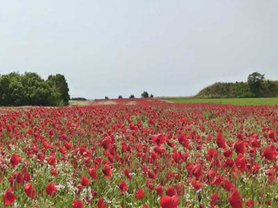 Bild 16 aus  Ferienhaus Achterdeck