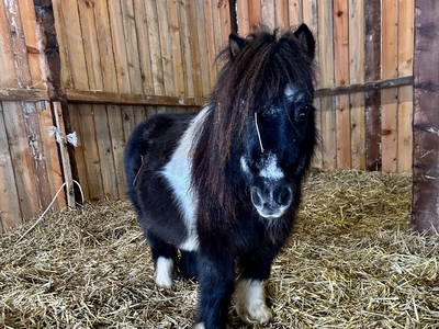 Bild 18 aus  Der Wilhelminenhof