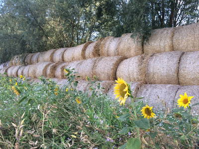 Bild 23 aus  Müritz-Hof Knust