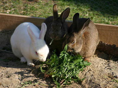 Bild 10 aus  Ferienhof Markhart