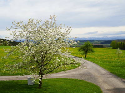 Bild 110 aus  Allgäu Bergferienhof