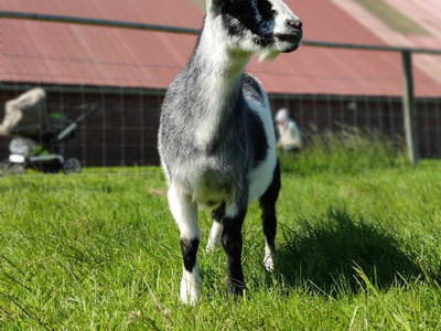 Bild 16 aus  Ferienhof  "Groot Plaats"