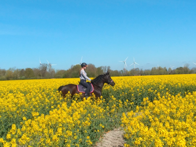 Bild 11 aus  Ferienhof Martens