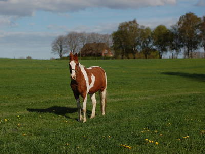 Bild 14 aus  Baustrup Hof