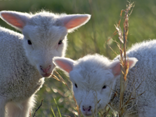 Bild 7 aus  Margarethenhof