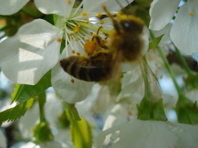 Bild 37 aus  Ferienhof Hohe - Familienfreundlicher Bio Bauernhof in idyllisch gelegenem Dorf.