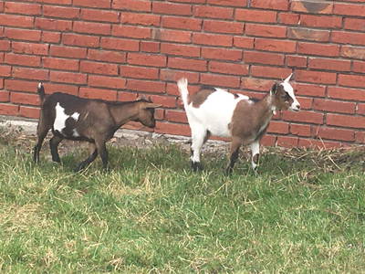 Bild 4 aus  Gutshof Schulze Althoff