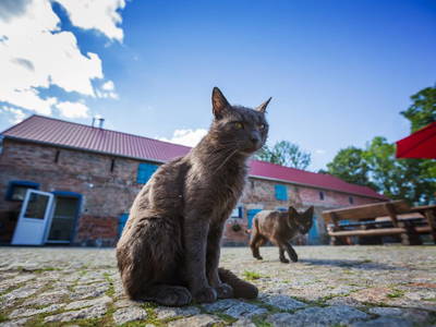 Bild 13 aus  Gutshof Dragefeld