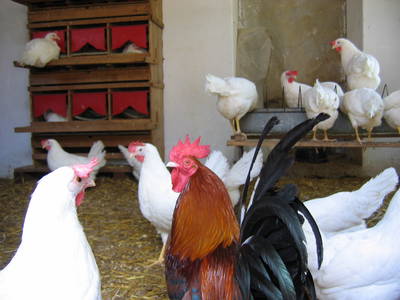 Bild 3 aus  Hofbauer - Ihr Urlaubsbauernhof am Chiemsee