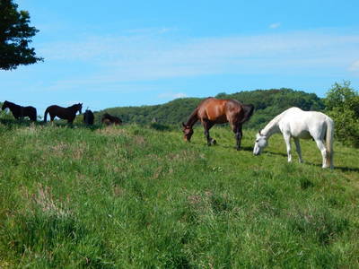 Bild 15 aus  Reiter- und Ferienhof Redder