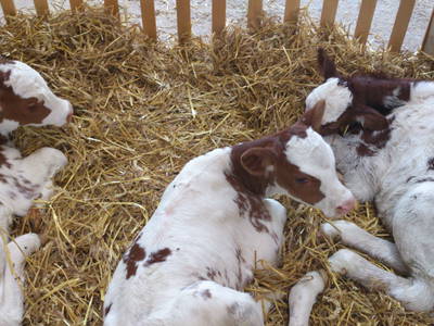 Bild 21 aus  Niederauer Hof